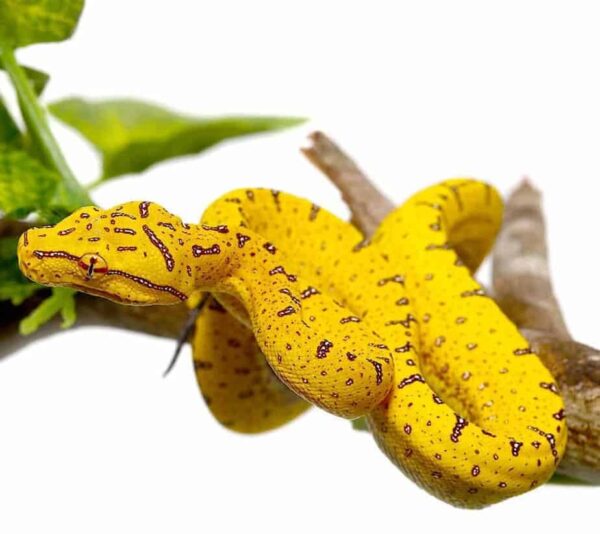 Manokwari Green Tree Python for sale