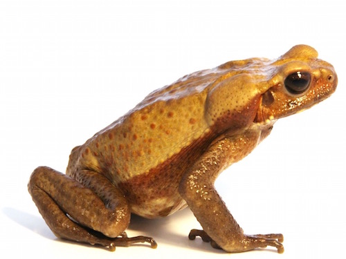Smooth Sided Toad for Sale