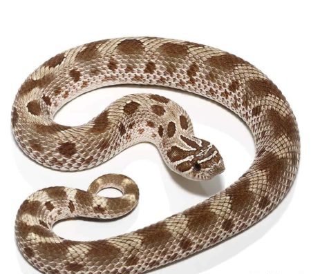 Toffee Anaconda Western Hognose Snake for sale