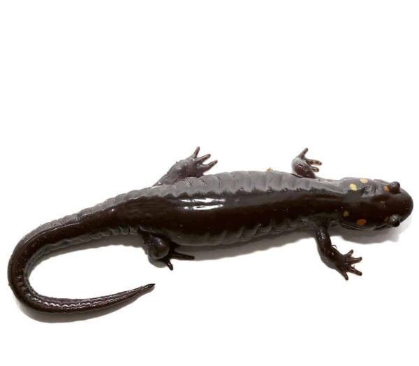 Patternless Spotted Salamander for sale