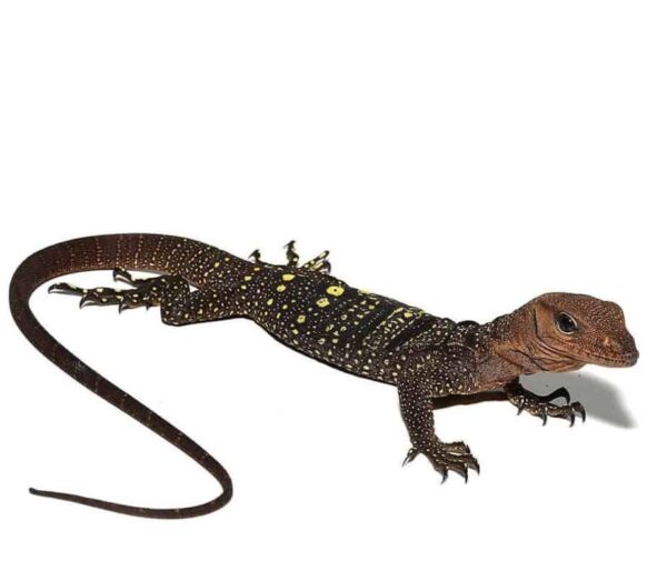 Spiny Neck Monitor for sale