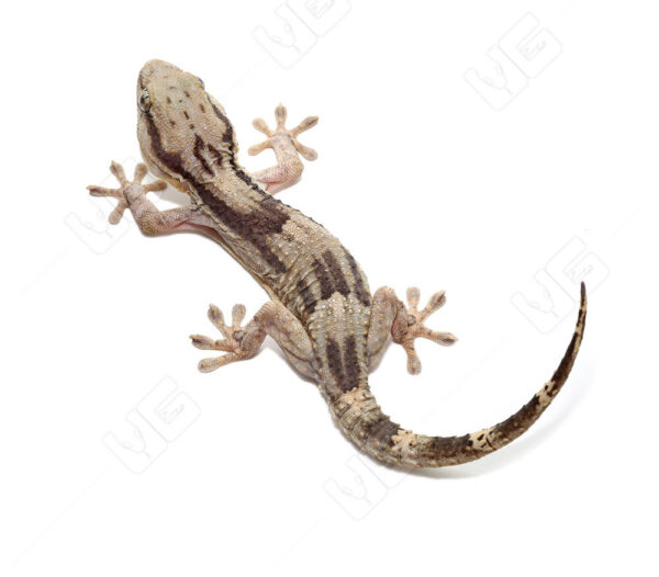 African Wall Gecko for sale