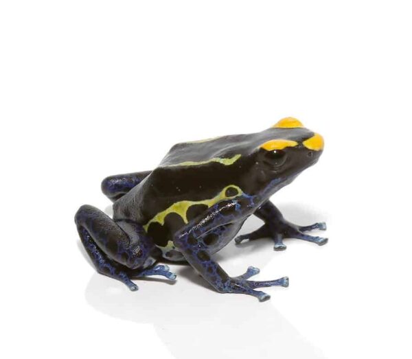 Alanis Tinctorius Dart Frog for sale