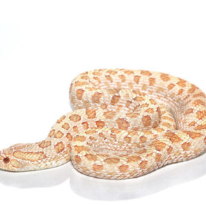 Albino Het Axanthic Hognose Snake for sale