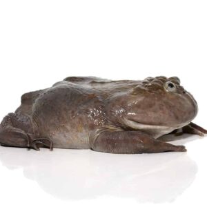 Budgett’s Frog for sale