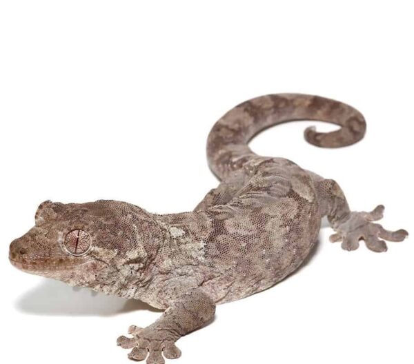 Mniarogekko Chahoua Gecko for sale