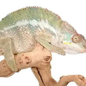 Angalovana Panther Chameleon for sale