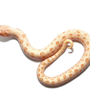 Albino Anaconda Western Hognose Snake for sale