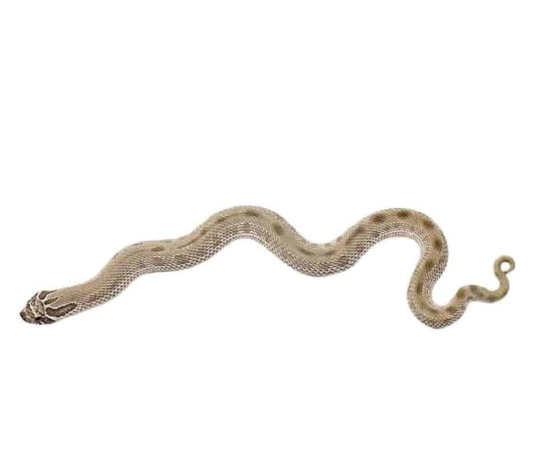 Anaconda Western Hognose Snake for sale