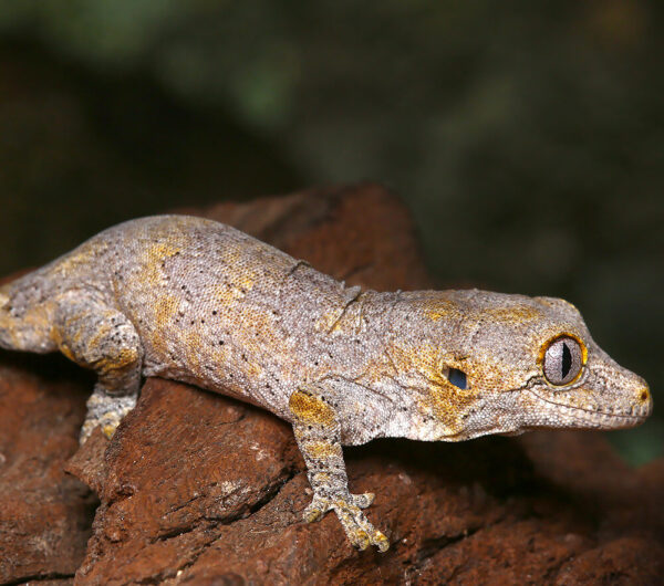Blotched Gargoyle Gecko for sale