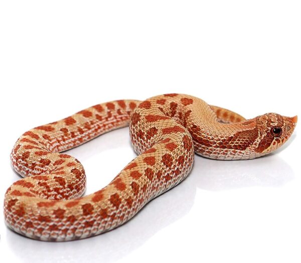 Caramel Western Hognose Snake for sale