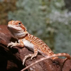 Classic Tiger Bearded Dragon for sale