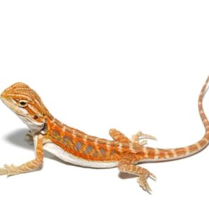 Coral Blue Bar Bearded Dragon for sale