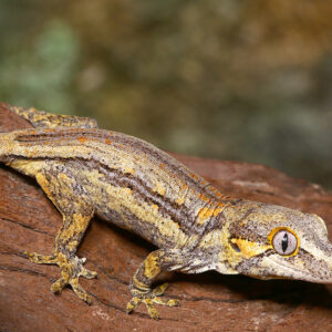 Funky Striped Gargoyle Gecko for sale