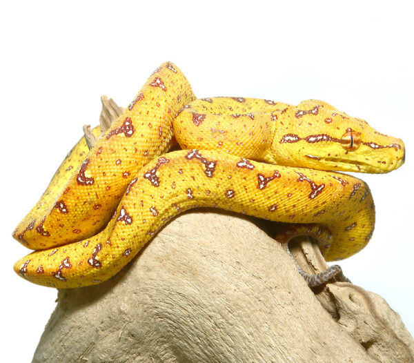 Red Patterned Green Tree Python for sale
