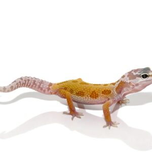 Leucistic Leopard Gecko for sale
