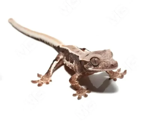 Lilly White Crested Gecko for sale