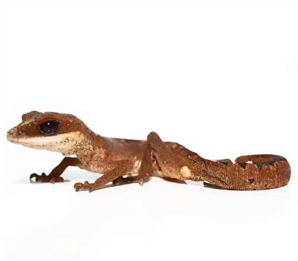 Malaysian Cat Eye Gecko for sale