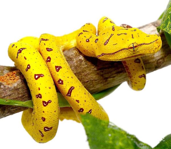 Misol Green Tree Python for sale