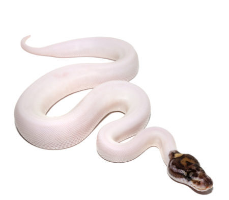 High White Pied Ball Python for sale