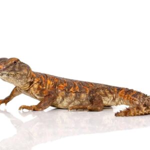 Red Uromastyx for sale