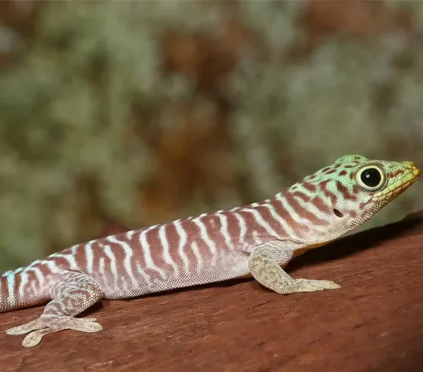 Standings Day Gecko for sale