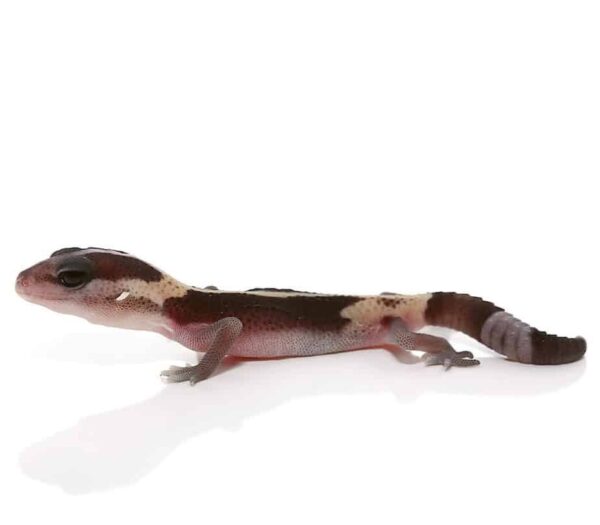 Striped Zero Fat Tail Gecko for sale