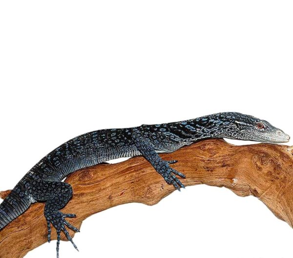 Blue Tree Monitor for sale