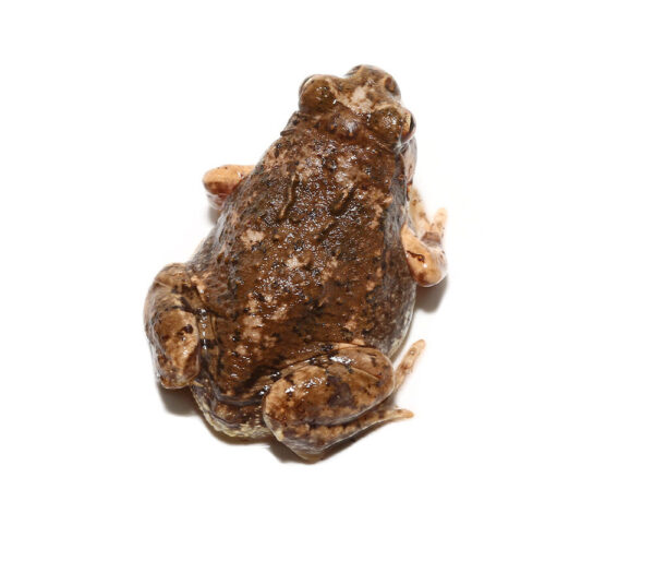 Madagascar Brown Rain Frog for sale