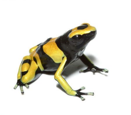 Bumblebee Dart Frog for sale