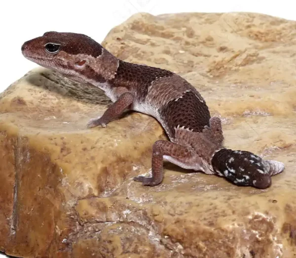 Fishtail African Fat Tail Gecko for sale