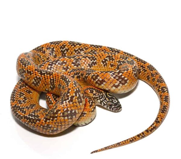 Yearling Hypo Mosaic Kingsnake for sale