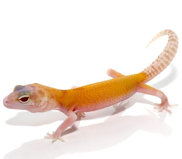 Tangerine RADAR Leopard Gecko for sale