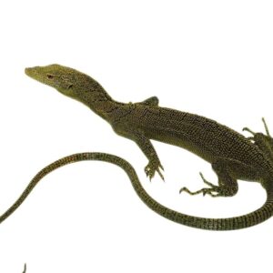 Kordensis Green Tree Monitor for sale