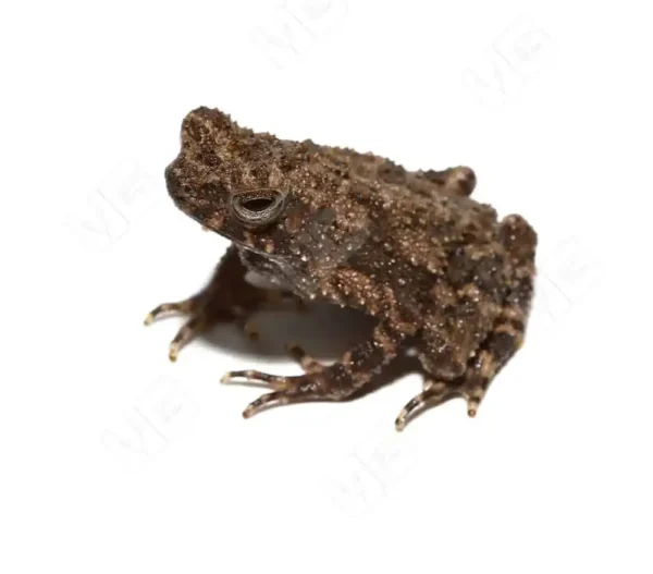 Malayan Dwarf Toad for sale