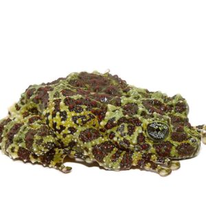 Mossy Tree Frog for sale