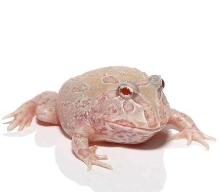Albino Sunburst Pacman Frog for sale