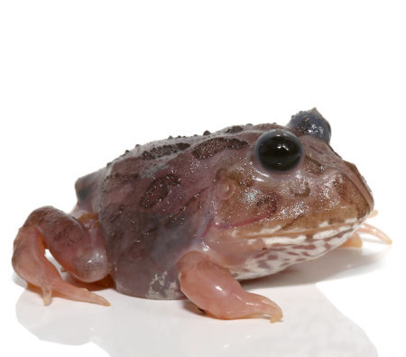 Chicken Pacman Frog for sale