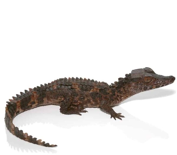 Baby Smooth Front Caiman for sale