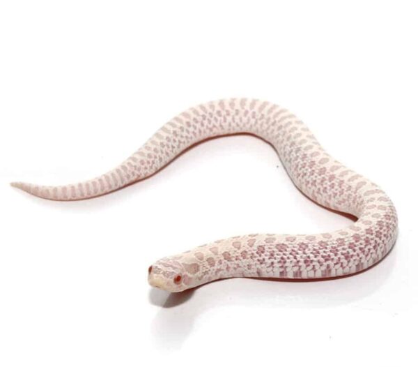 Snow Western Hognose Snake for sale