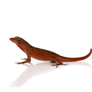 Ruby Red Anole for sale