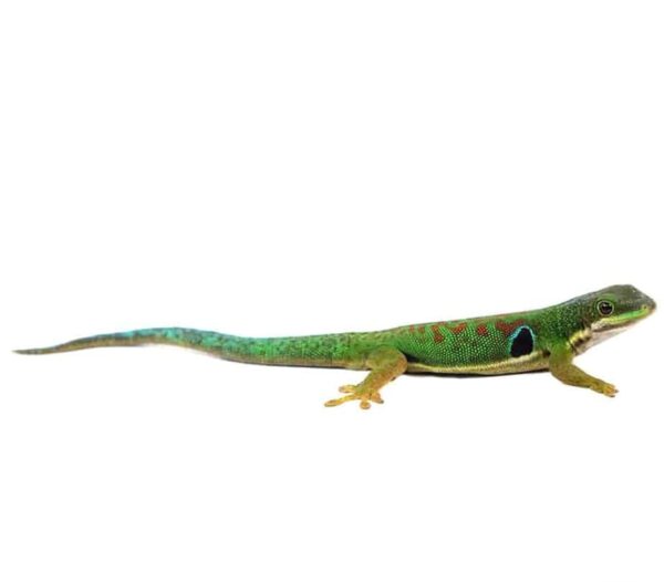 Peacock Day Gecko for sale