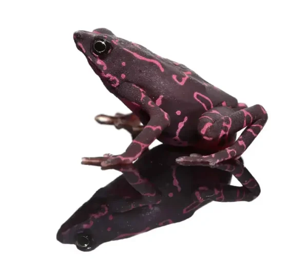 Purple Harlequin Toad for sale