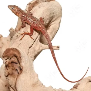 Gold Dust Cherry Anole for sale