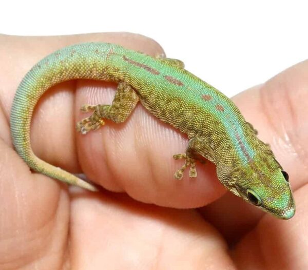 Robert Merten’s Day Gecko for sale