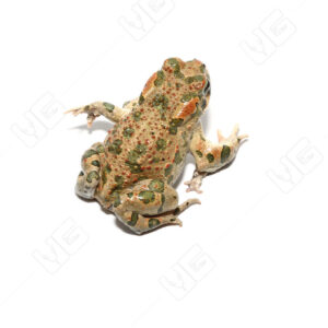 Six Legged Mutant Green Toad for sale