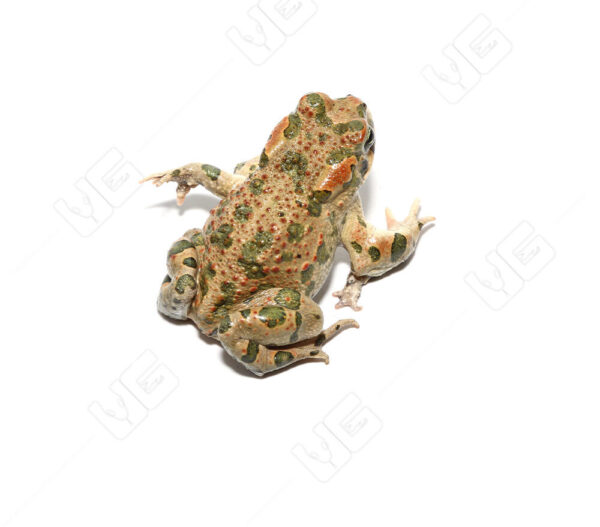 Six Legged Mutant Green Toad for sale
