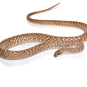Speckled Hognose Snake for sale