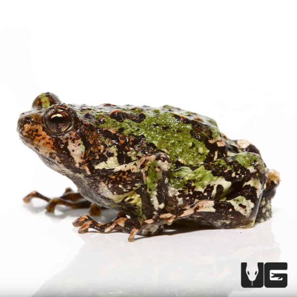 Spiny Rain Frog for sale