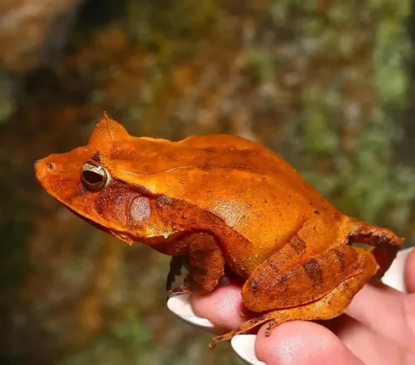 Solomon Island Eyelash Frog for sale